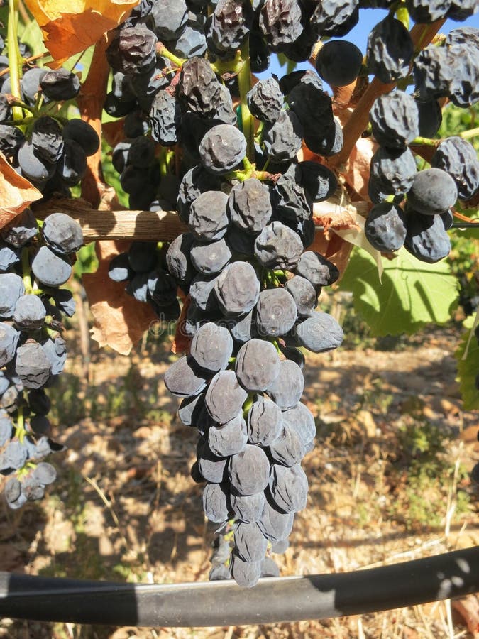 Wine grape stock photo. Image of south, wine, late, shiraz 54084990