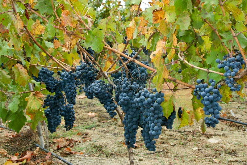 Group of Wine Grape Clusters Hang from the Vine Stock Photo Image of