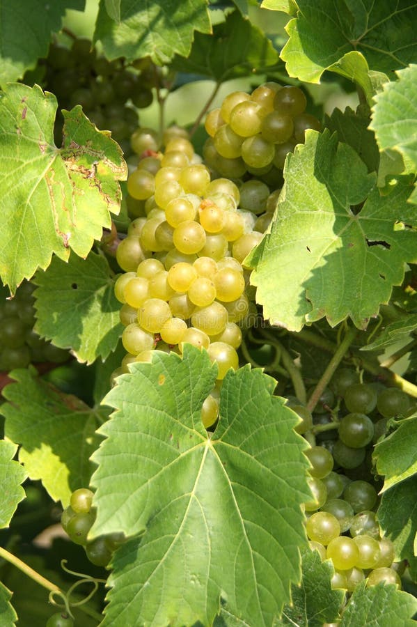 Wine grapes stock image. Image of harvest, vineyard, winery 6299455
