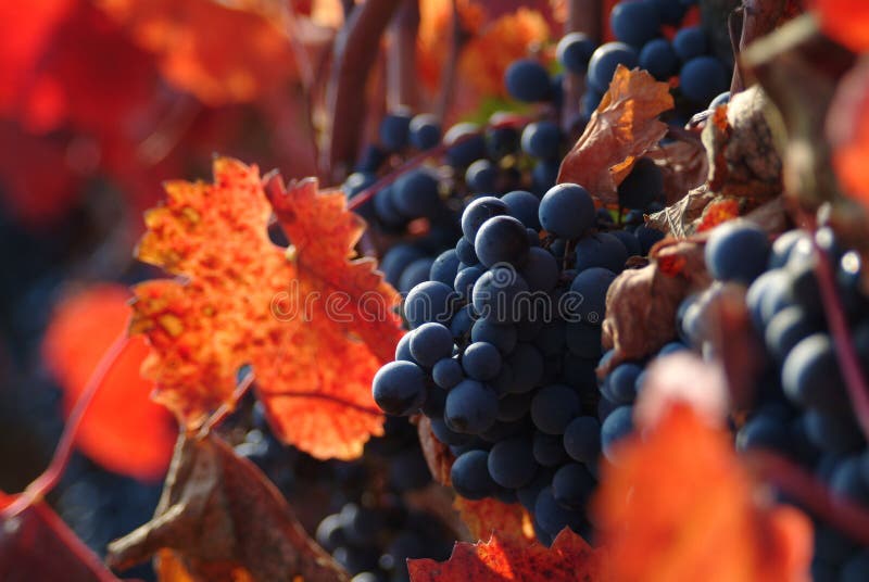 In der Nähe von Wein-Traube auf harvest.