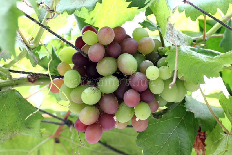 Wine Grapes