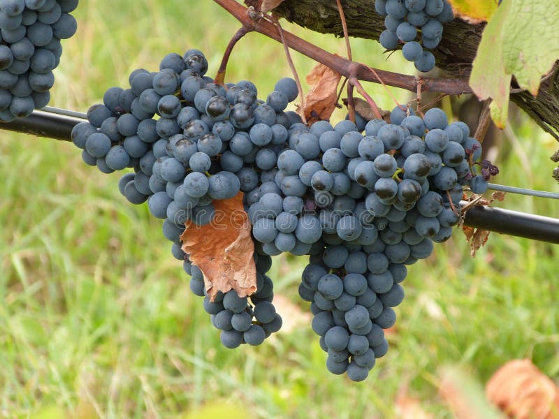 Wine grapes, vintage