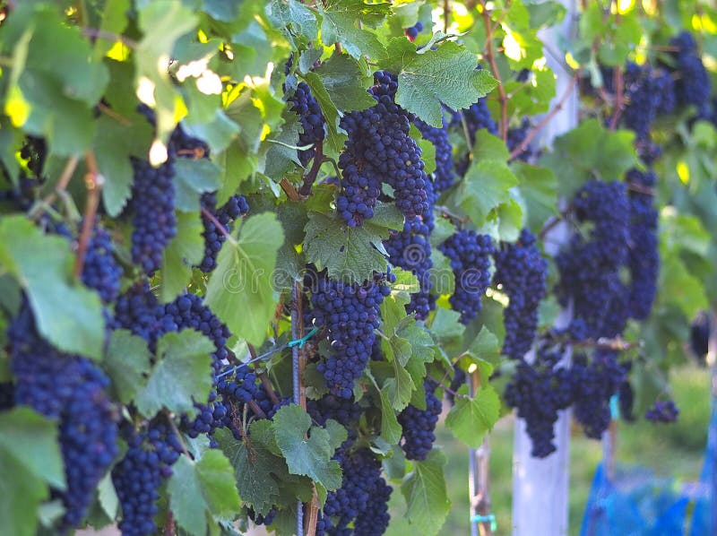 Grape stock photo. Image of cluster, grapes, summer, tasty 187142