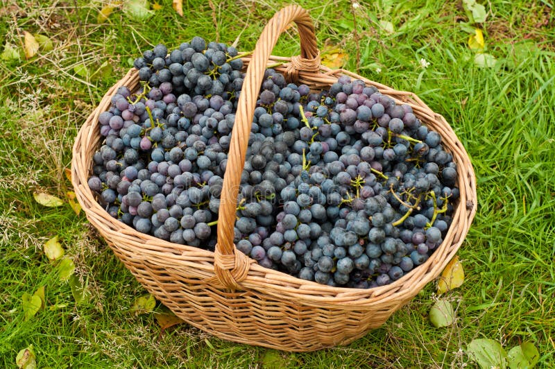 Wine grapes in basket