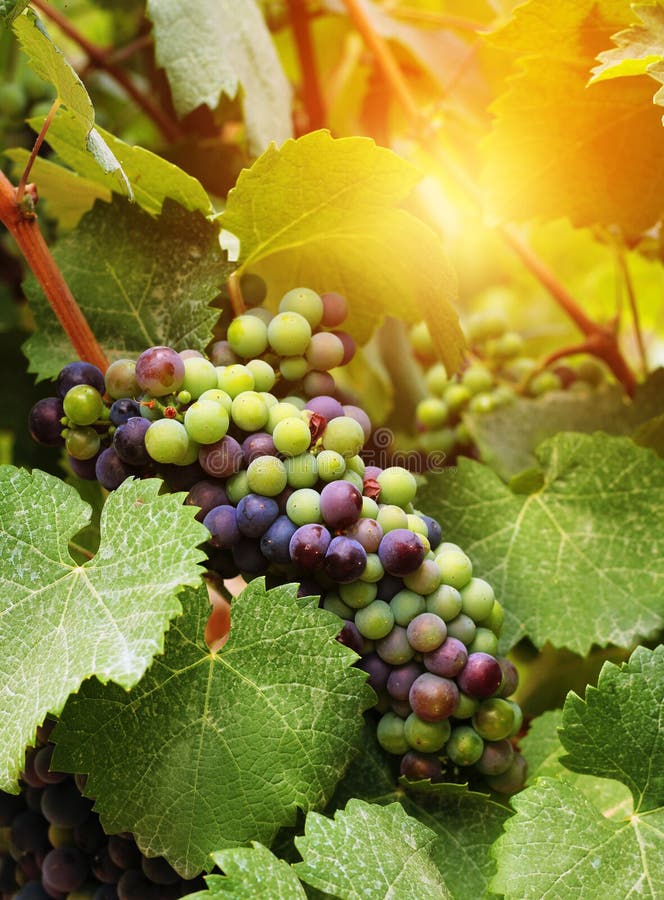 Fresh wine grapes stock photo. Image of natural, grow - 17856504