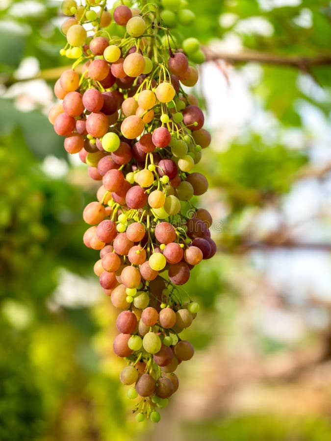 311 Palomino Grapes Stock Photos Free & RoyaltyFree Stock Photos