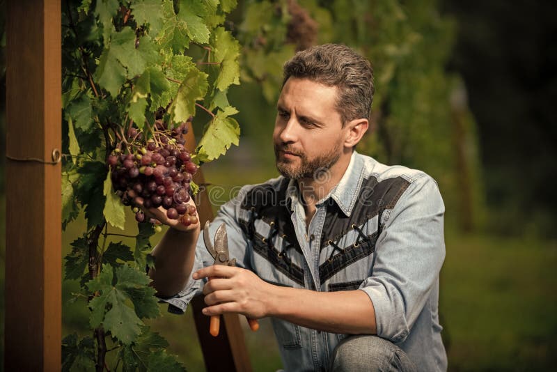 Winegrower Cut Grapes with Gardening Scissors, Winemaking Stock Image