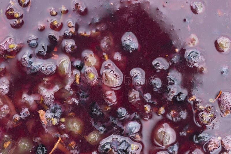 Wine Material, Grape Juice Must, Stum, Maun. Technology of Wine