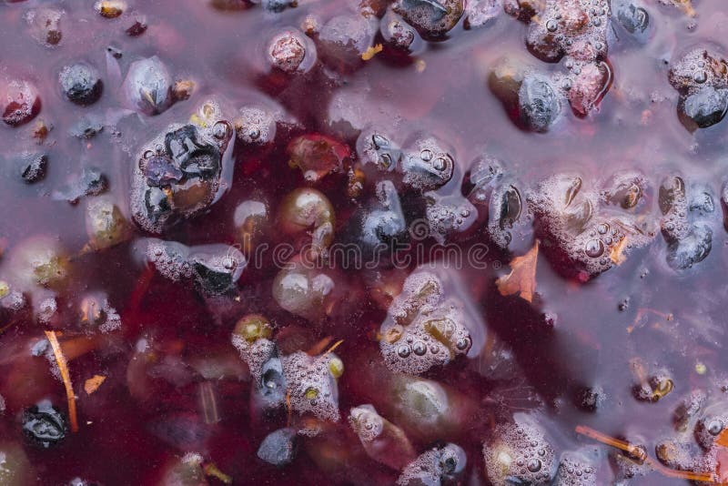 Wine Material, Grape Juice Must, Stum, Maun. Technology of Wine