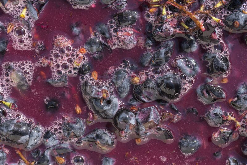 Wine Material, Grape Juice Must, Stum, Maun. Technology of Wine