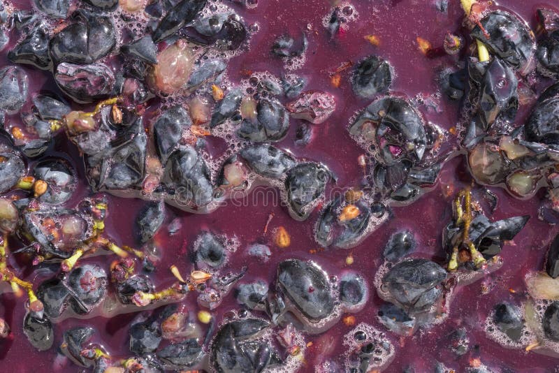 Wine Material, Grape Juice Must, Stum, Maun. Technology of Wine