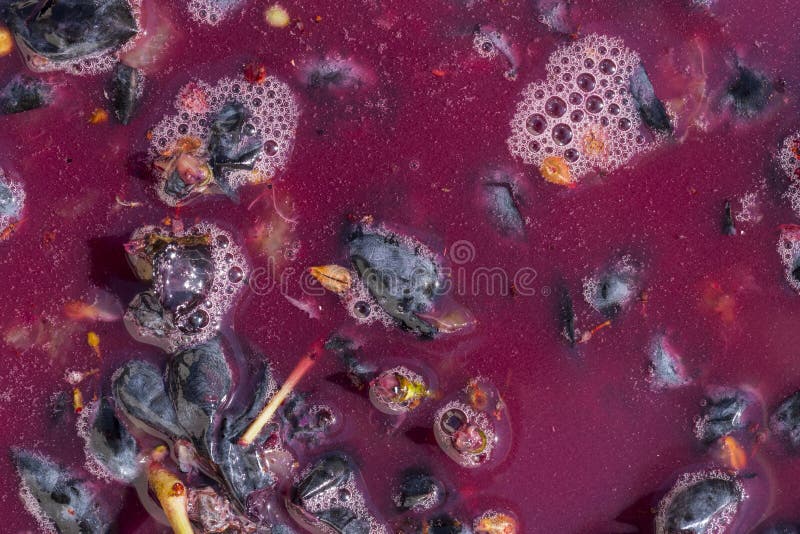 Wine Material, Grape Juice Must, Stum, Maun. Technology of Wine