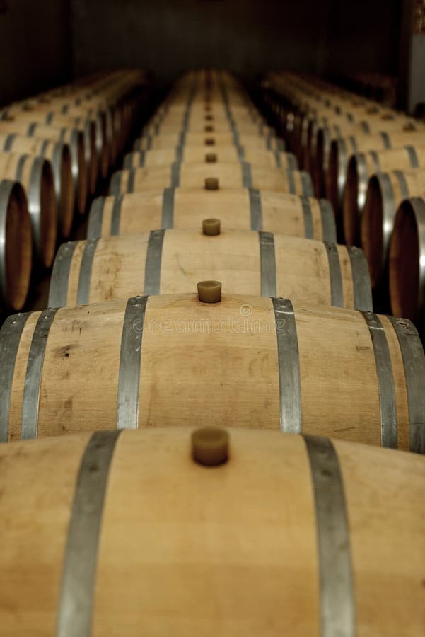 Wine Oak Barrels in Which Red Wine is Aged in the Cellar of the Winery