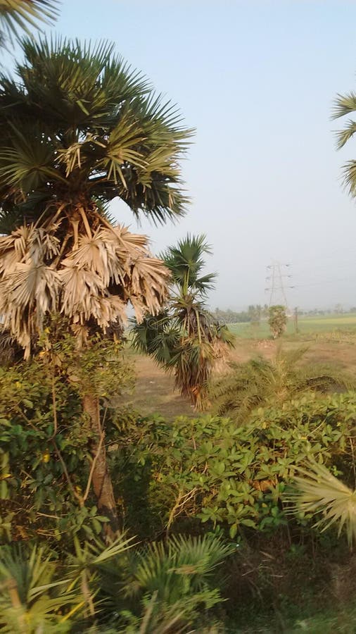 Wine plam trees stock image