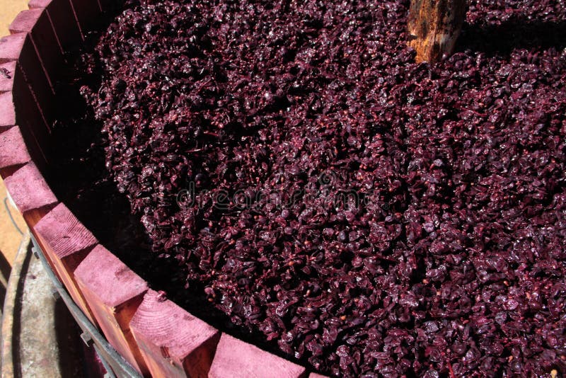 Wine Press with Red Grape Pomace Stock Image Image of viticulture
