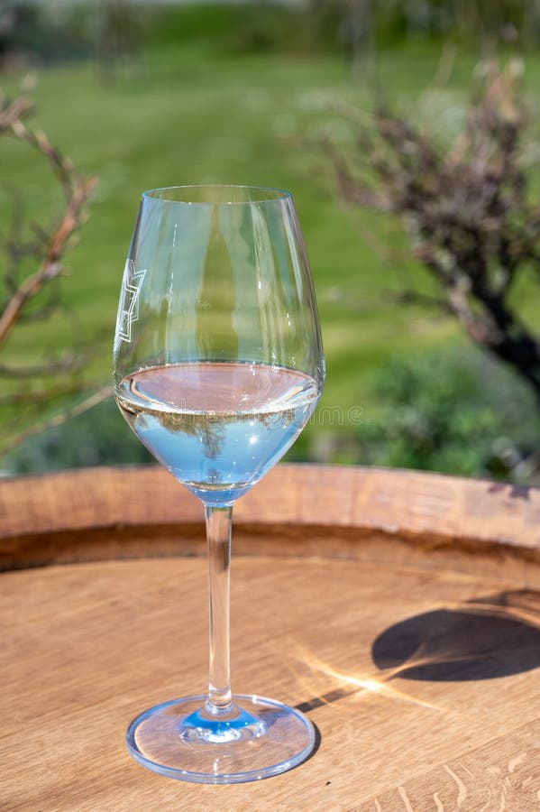Wine Production in Netherlands, White Wine Tasting Glass Close Up Stock