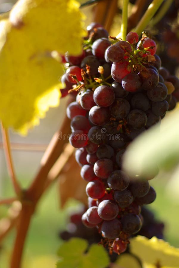 Red wine grape stock image. Image of france, french, hanging 33793275
