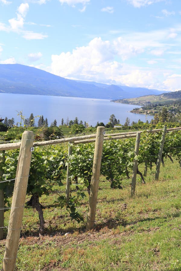 Wine Resorts-California of Canada Okanagan valley