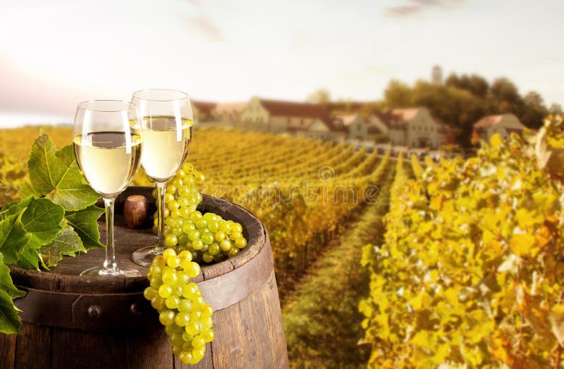 Wine with vineyard on background stock photography Wine with vineyard on background stock photography