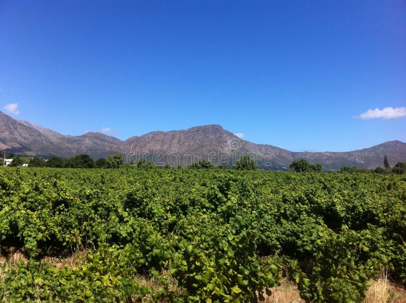 Winelands Cape Town, Sydafrika arkivbilder Winelands Cape Town, Sydafrika arkivbilder