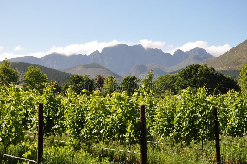 Vineyards winelands in Cape South Africa the wine estate producing Wine. Vineyards winelands in Cape South Africa the wine estate producing Wine