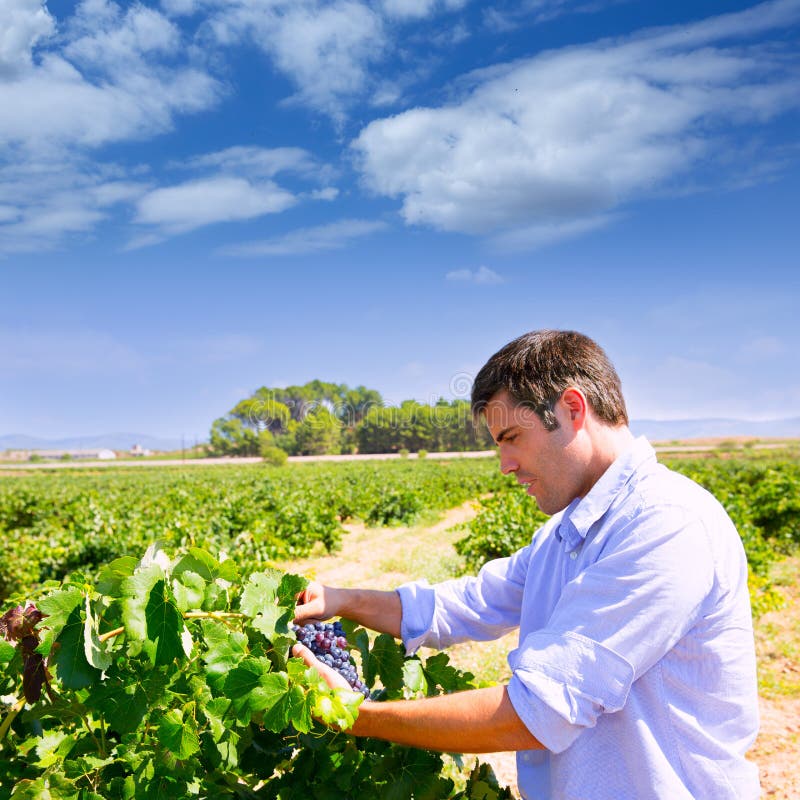 Winemaker Oenologist Checking Bobal Wine Grapes Stock Photo Image of bush, healthy 34790844