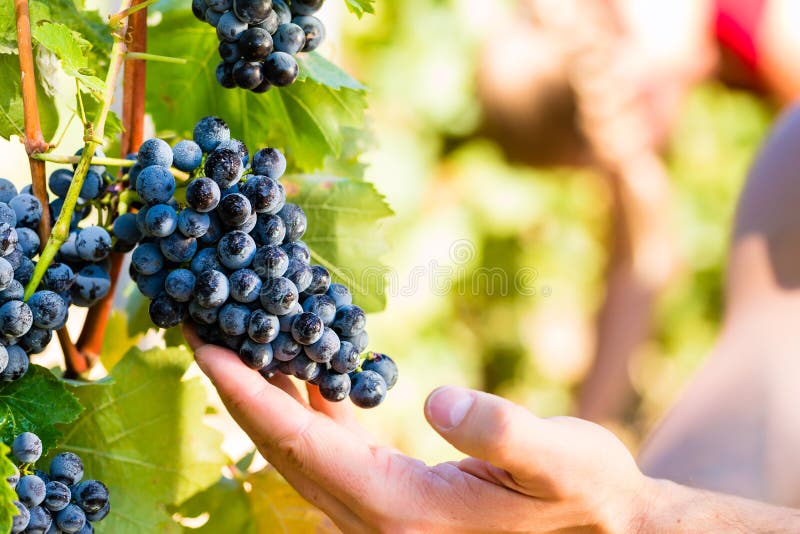 Winemaker Picking Wine Grapes Stock Photo Image of harvest, plant