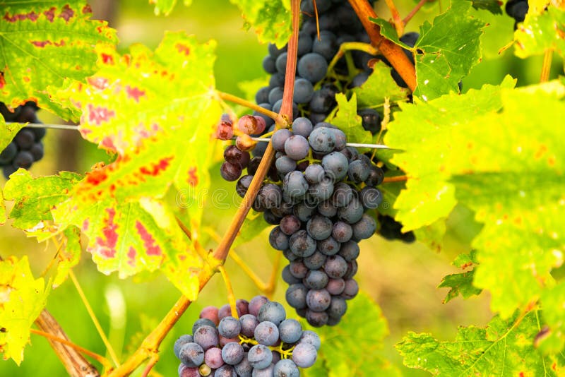 Winemaking and Wine Growing Stock Image Image of bunch, natural