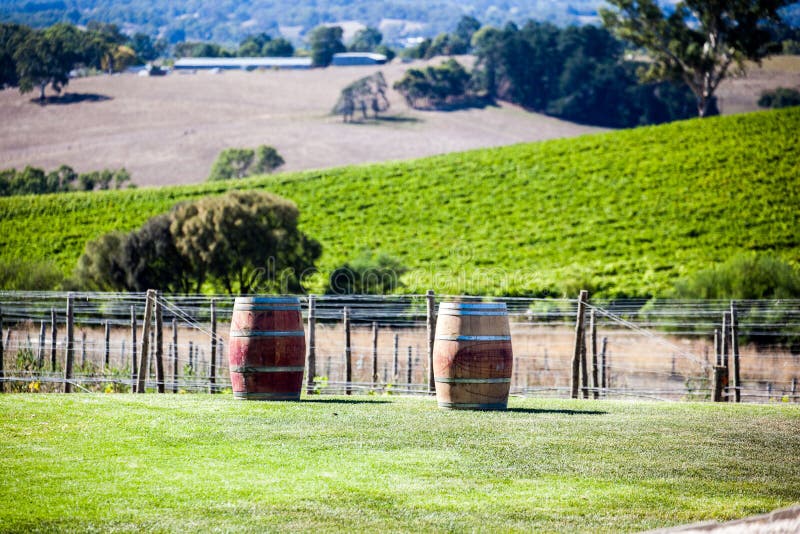 Winery farm stock photo. Image of growing, farm, grapes 94427554