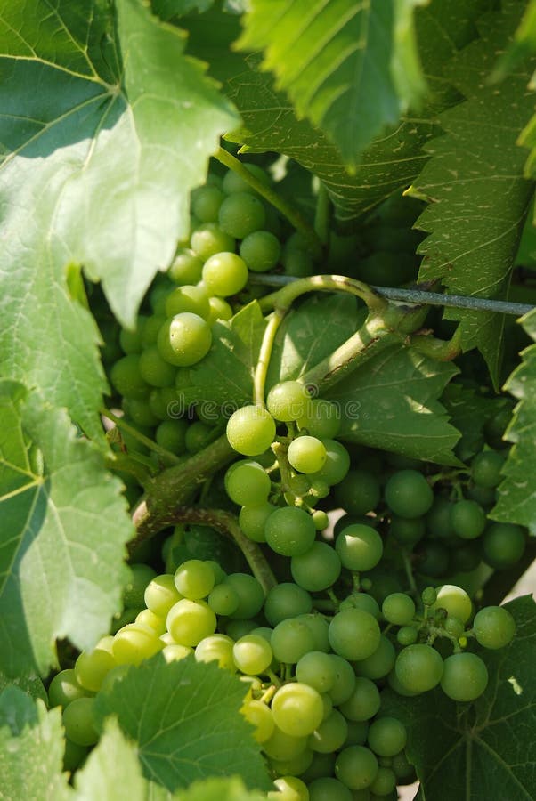 Winery Green Grapes stock image. Image of brewery, winemaker 45285177