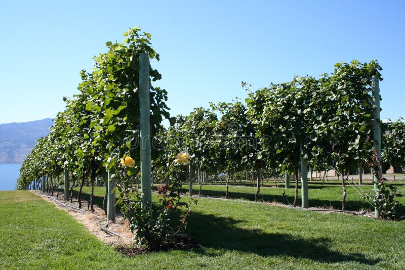 Winery rows