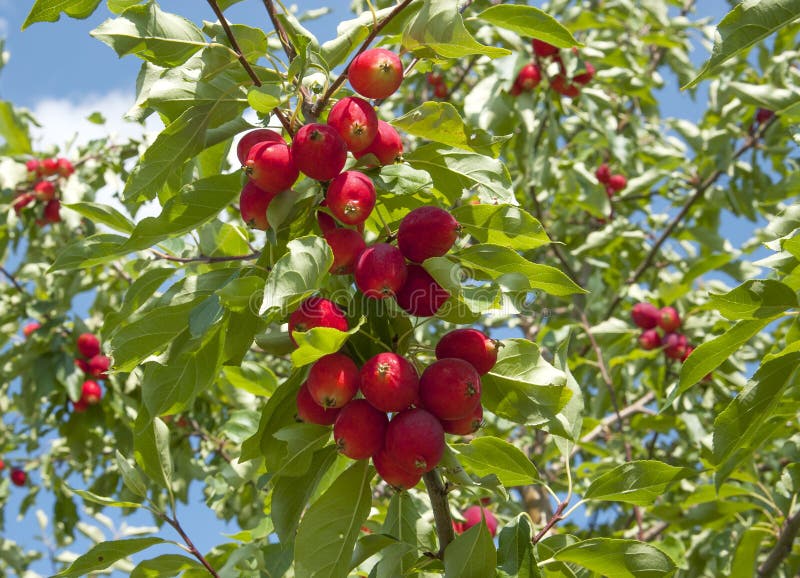 Apples on a Tree Ready for Harvest Stock Photo Image of nature