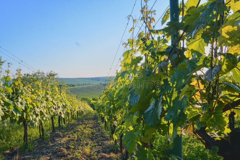 Wineyard alla molla Chiarore di Sun Paesaggio della vigna File della vigna alla Moravia del sud, repubblica Ceca fotografia stock libera da diritti Wineyard alla molla Chiarore di Sun Paesaggio della vigna File della vigna alla Moravia del sud, repubblica Ceca fotografia stock libera da diritti