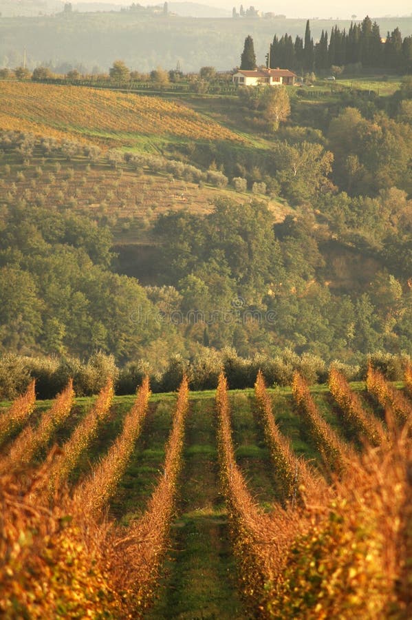 Vignoble paysager au coucher du soleil photographie stock libre de droits