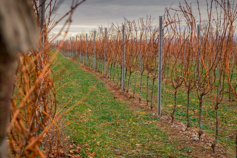 Wineyard in early winter, red grape vine branches are ready to be pruned. Growing grapes for wine in karst region, Slovenia during