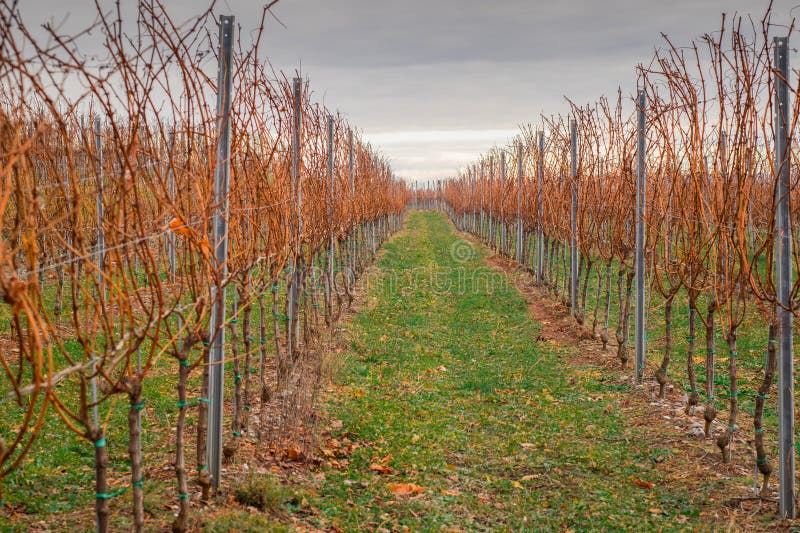 Wineyard in early winter, red grape vine branches are ready to be pruned. Growing grapes for wine in karst region, Slovenia during