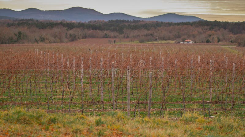 Wineyard in early winter, red grape vine branches are ready to be pruned. Growing grapes for wine in karst region, Slovenia during