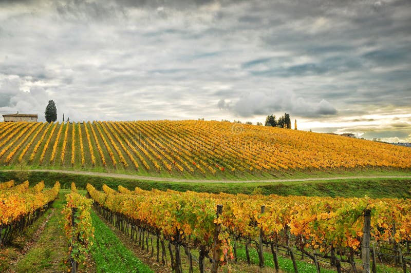 Wineyards in autumn in Tuscany, Chianti, Italy stock photography Wineyards in autumn in Tuscany, Chianti, Italy stock photography