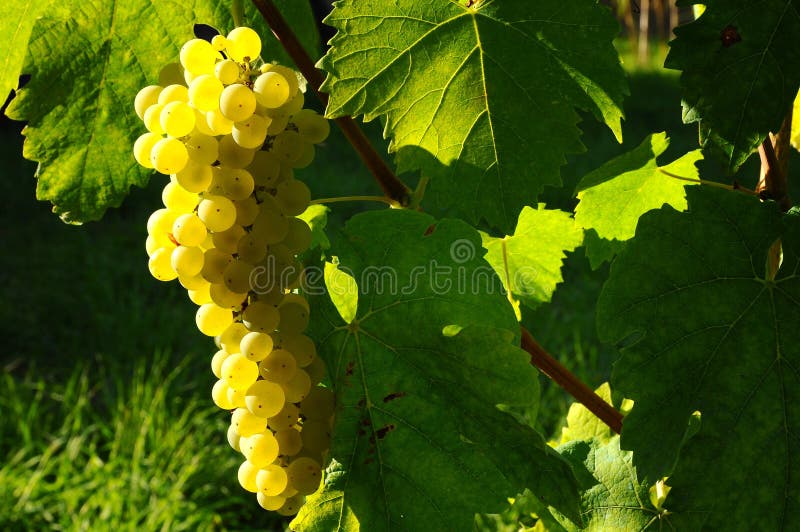 Wineyards i Tuscany, Chianti, Italien royaltyfria bilder Wineyards i Tuscany, Chianti, Italien royaltyfria bilder
