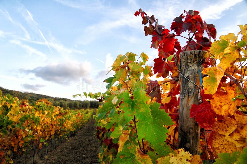 Wineyards in Toscanië, Chianti, Italië royalty-vrije stock foto Wineyards in Toscanië, Chianti, Italië royalty-vrije stock foto
