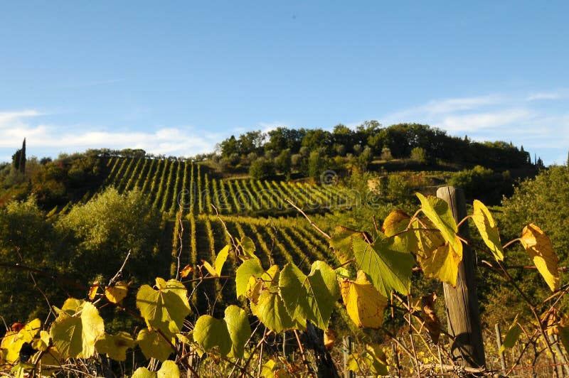 Wineyards in Toscanië, Chianti, Italië stock afbeeldingen Wineyards in Toscanië, Chianti, Italië stock afbeeldingen