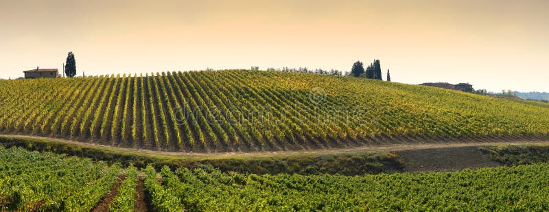Wineyards in Toscanië, Chianti, Italië royalty-vrije stock foto's Wineyards in Toscanië, Chianti, Italië royalty-vrije stock foto's