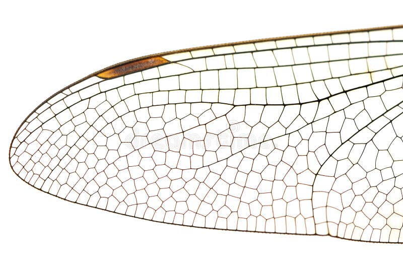 Wing dragonfly close up stock images