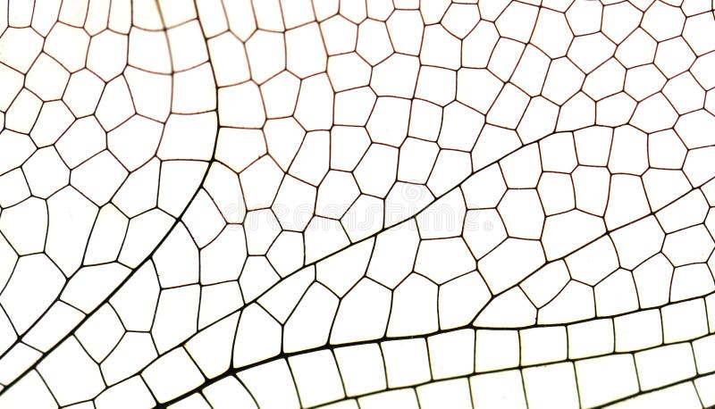 Wing dragonfly close up stock images