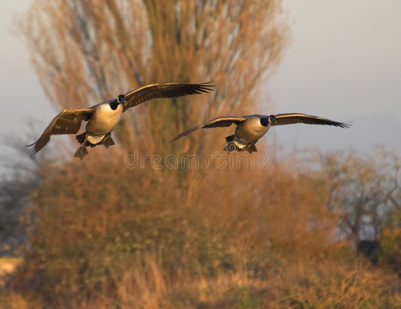 On A Wing And A Prayer