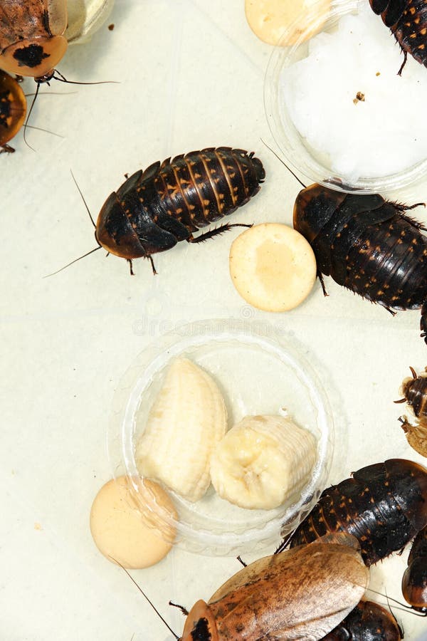 Winged cockroaches stock photo. Image of giant, american 43512422
