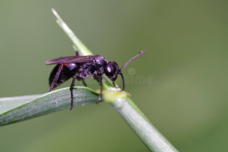 Winged Female Carpenter Ant stock image Winged Female Carpenter Ant stock image