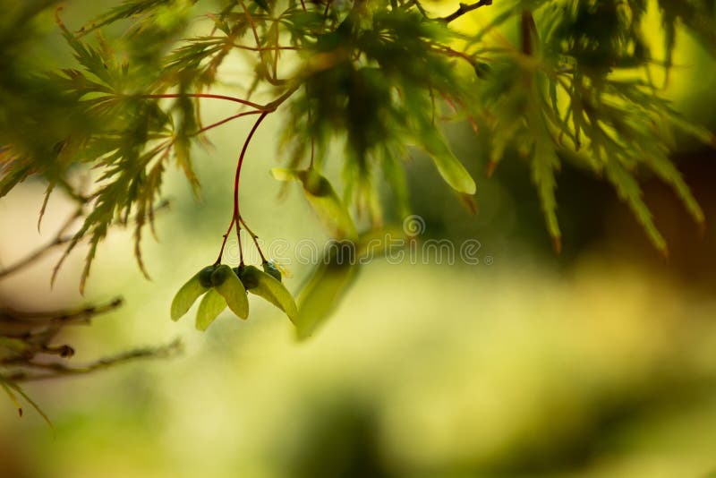 Winged Seed Pods of a Japanese Maple Tree Stock Image Image of seed