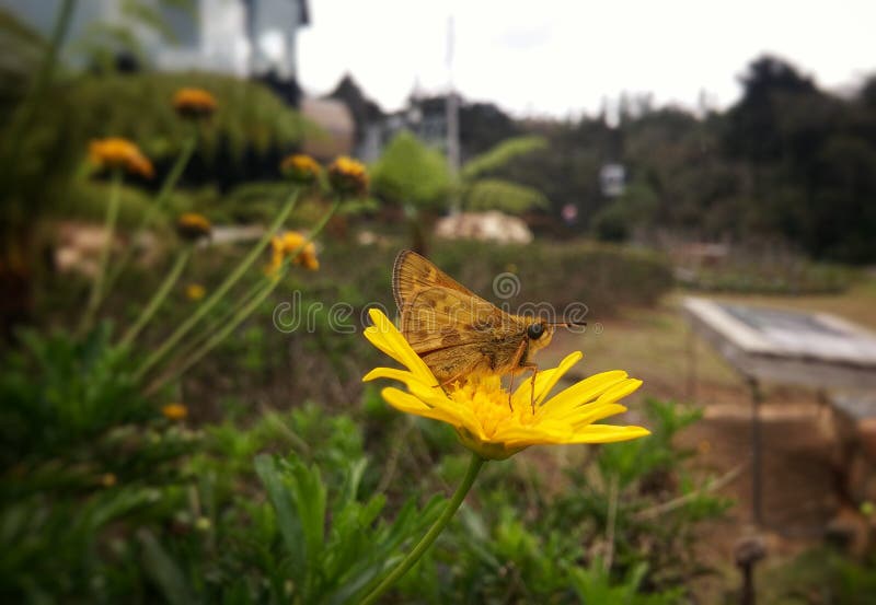 Brown moth butterfly perched over a bright daisy yellow flower
