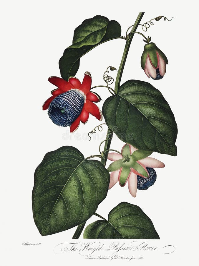 The Winged Passion Flower illustration royalty free illustration